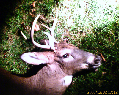 Pike's 2006 Buck